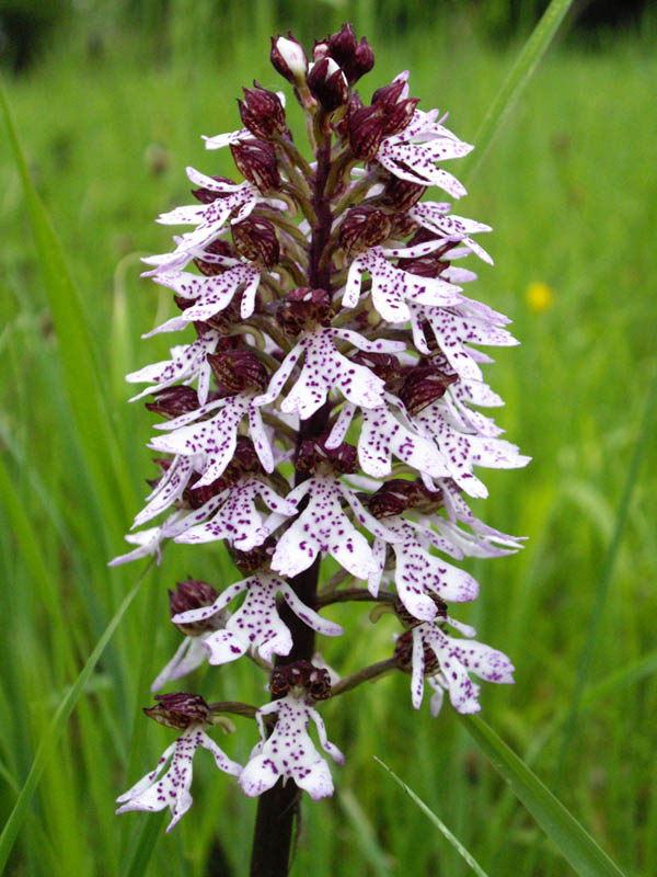 Orchis purpurea